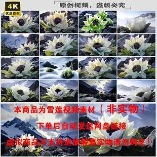 新疆天山雪莲名贵药材中草药高山雪莲花中草药中药材视频素材