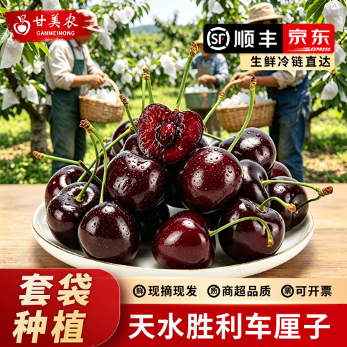 甘美农天水套袋胜利车厘子