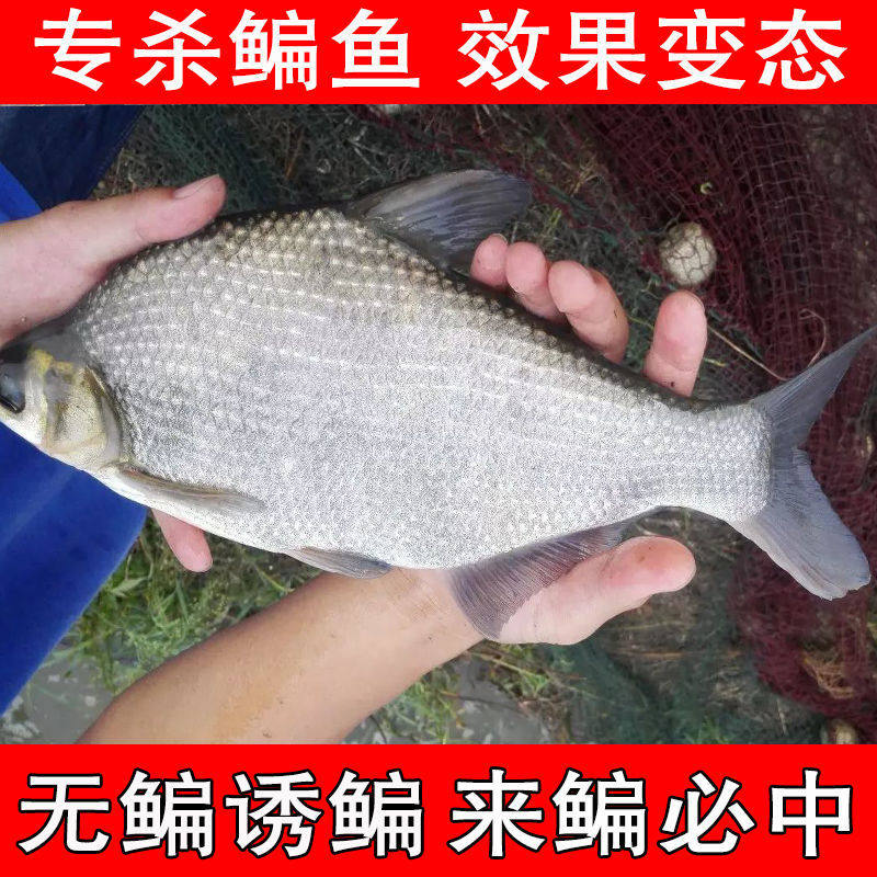 正品鳊鱼饵料野钓通杀鱼饵料大草鳊湖库草鱼专攻饵料专钓扁鱼饵料