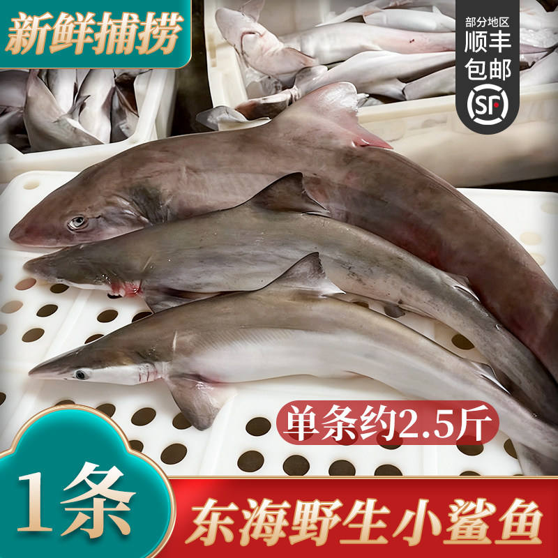 新鲜舟山小鲨鱼深海鱼海鱼非白鲨鱼冷冻海鲜水产鲨鱼肉约2.5斤/条