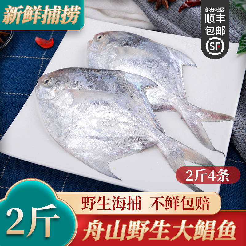 鲳鱼新鲜银鲳鱼大冷冻舟山昌鱼海鱼鲳鳊鱼平鱼白鲳鱼2条一斤2斤装