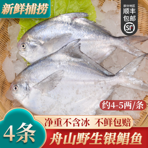 新鲜船冻舟山鲳鱼4条装