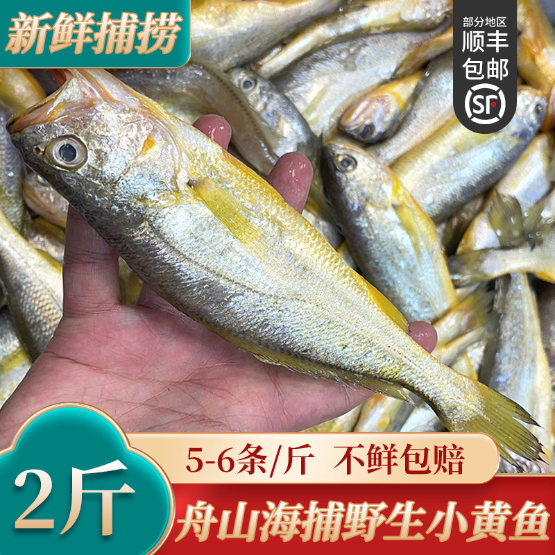 新鲜小黄鱼鲜大号黄花鱼冷冻舟山黄鱼水产鲜活5-6条/斤 2斤