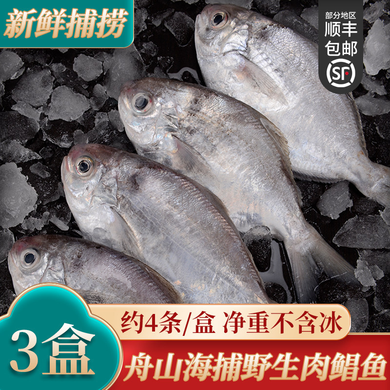 东海正宗肉鲳鱼深海大号鲳鱼新鲜冷冻刺鲳鱼海鱼南鲳鱼无小刺