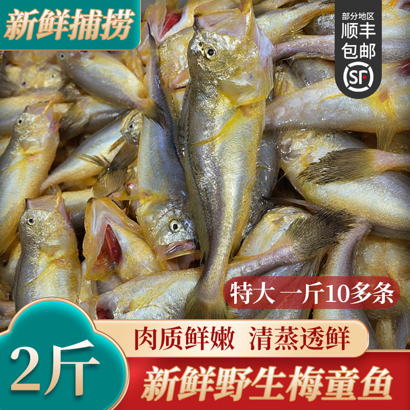 新鲜舟山梅童鱼冷冻大头梅童鱼小梅子鱼东海海鲜宁波大头宝鱼特大