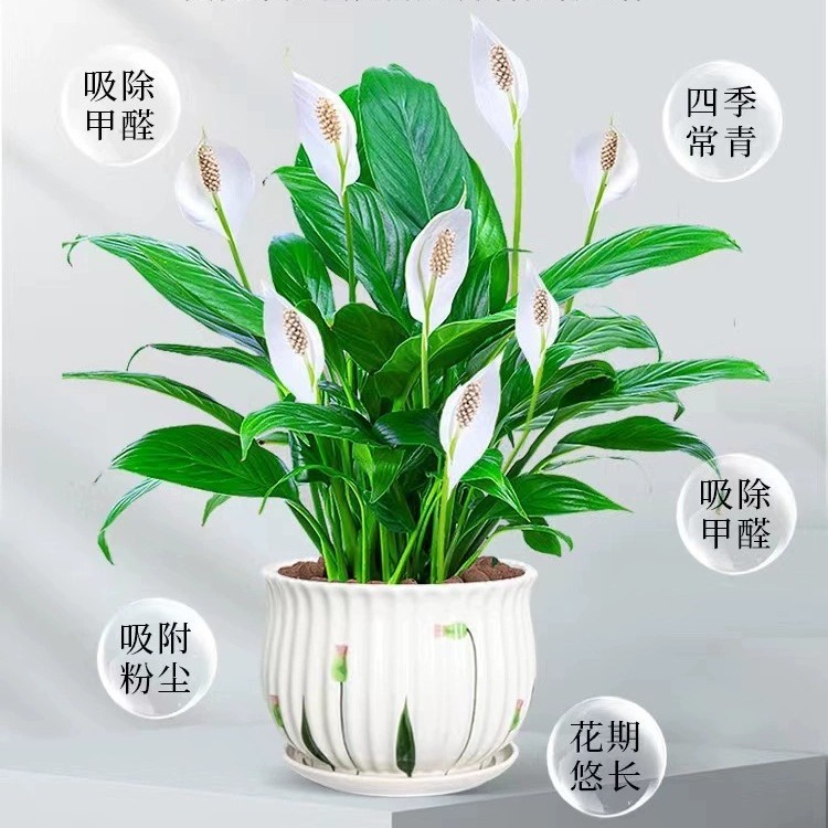 白掌盆栽一帆风顺绿萝箩