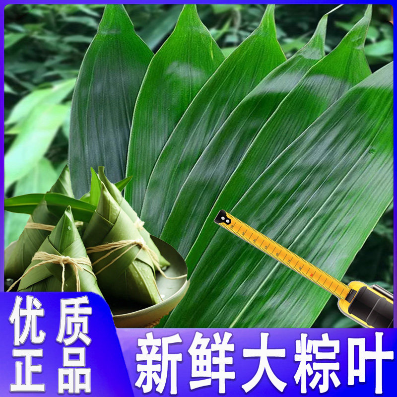 粽叶新鲜粽子叶大号包粽子专用