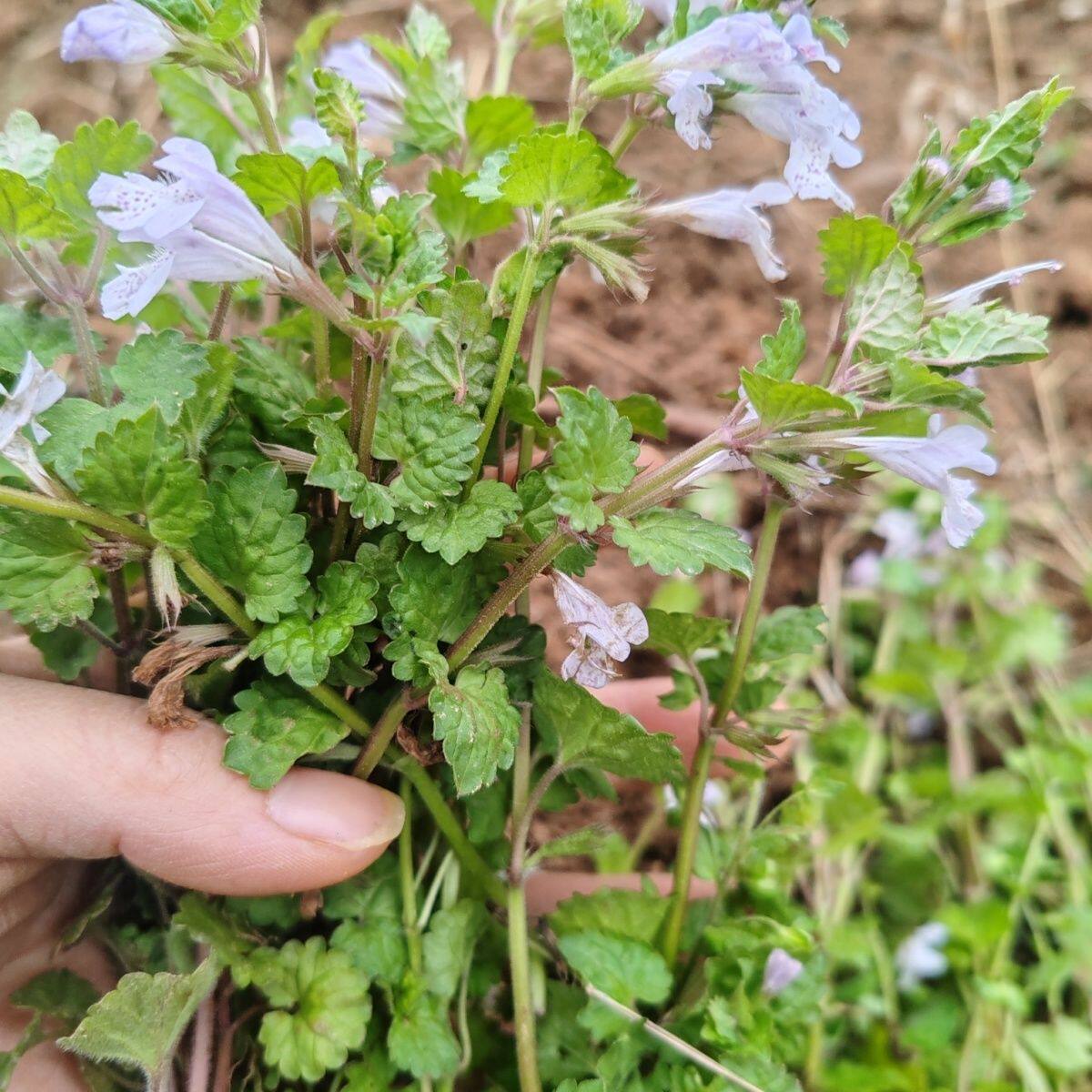 四川新鲜透骨草驳骨消铜钱草遍地香连钱草透骨消中草药现采