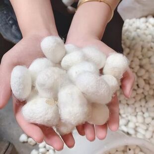 天然烘干蚕茧完整桑蚕茧蚕丝被原料抽丝开茧DIY扇子现采当年新采
