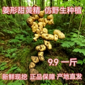 四川新鲜黄精多花姜形甜黄精食用药用多年生去泥