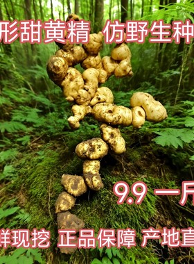 新鲜黄精正品老虎姜野生黄精药材