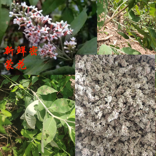 密蒙花染饭花天然植物染料黄香花