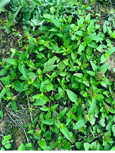新鲜夏枯草野生全草四川