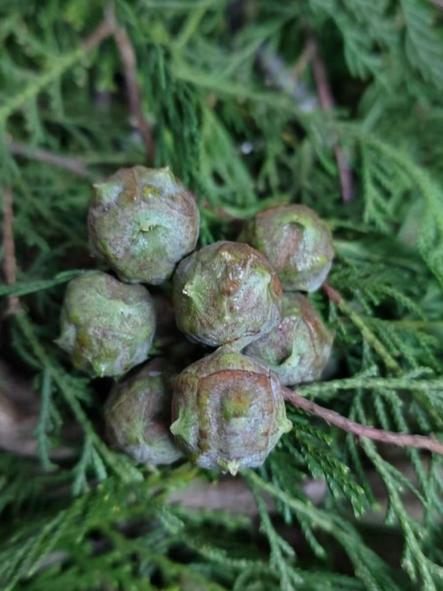 新鲜侧柏果柏树籽柏铃子做香四川