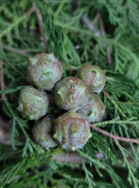 纯天然侧柏果散装柏树籽柏铃子现采现发柏籽壳助眠枕头芯专用