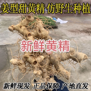 四川新鲜黄精多花姜形甜黄精食用药用5－10年精品多年生去泥