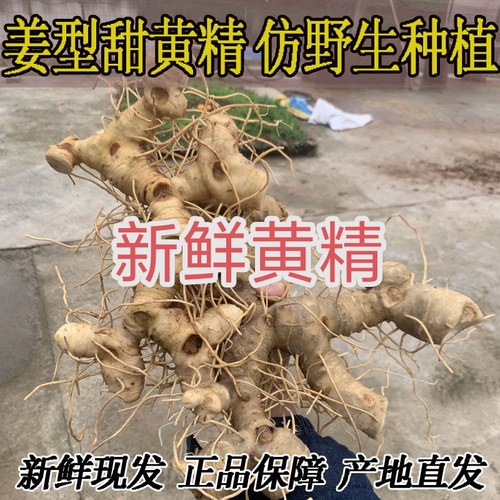 四川野生新鲜黄精生黄精老虎姜