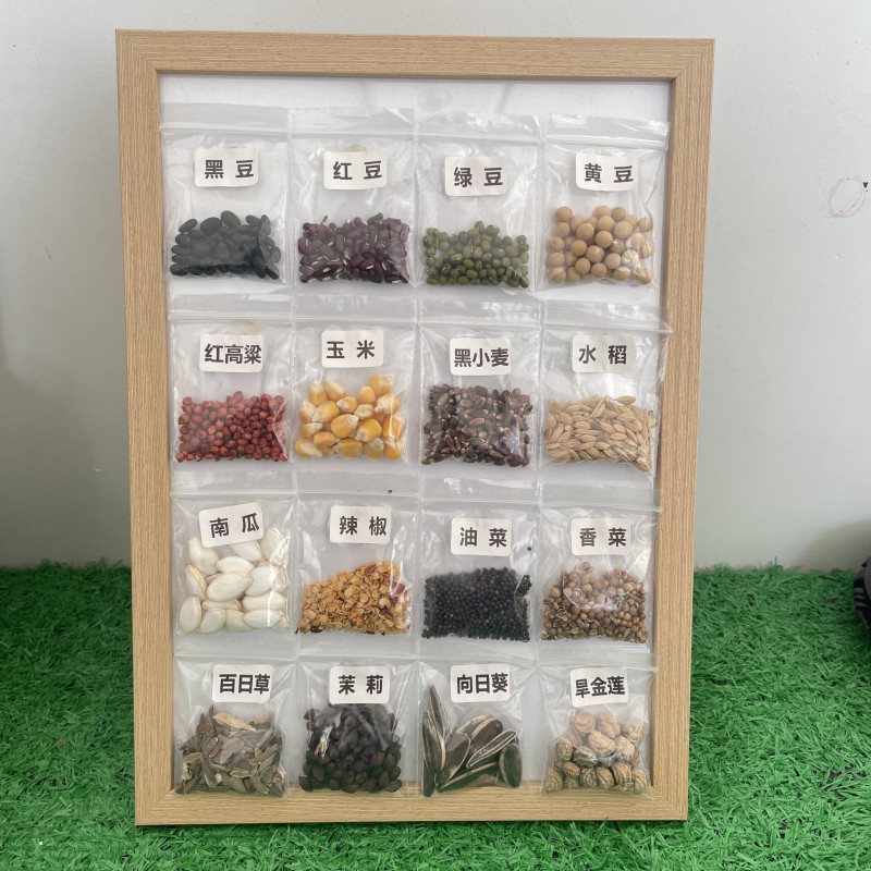 幼儿园校园科学区认识分类种子标本展示架学习五谷豆类种子相框