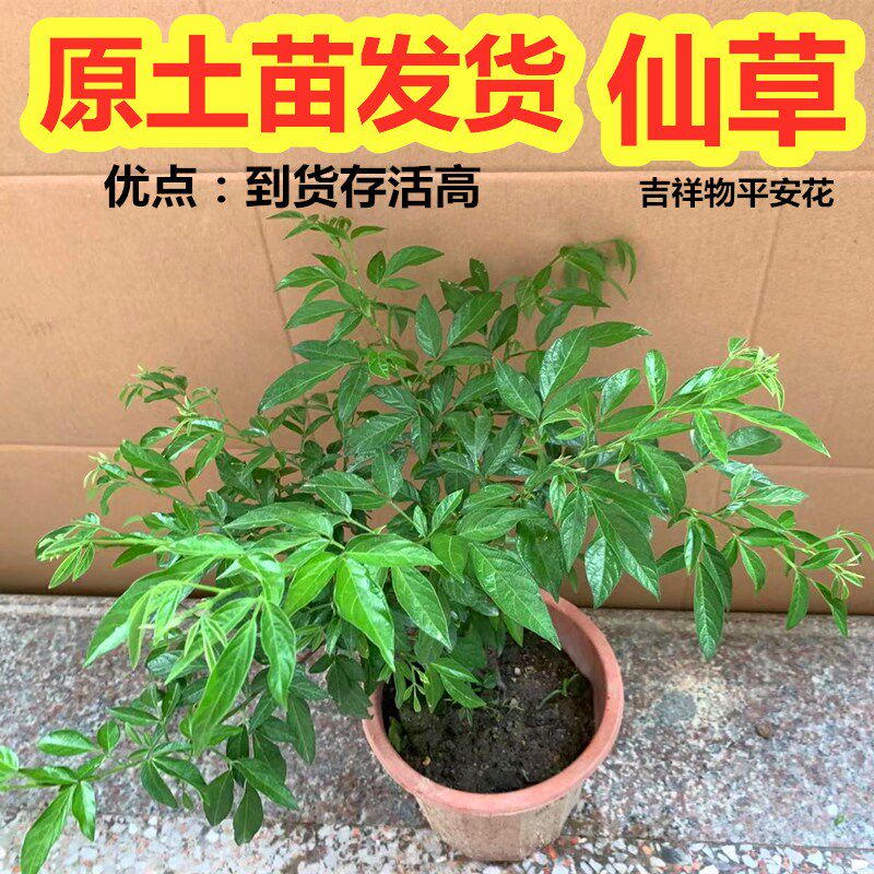 阳台庭院种植潮汕仙草石榴花喜事专用大红花吉祥物抹草三叶青盆栽
