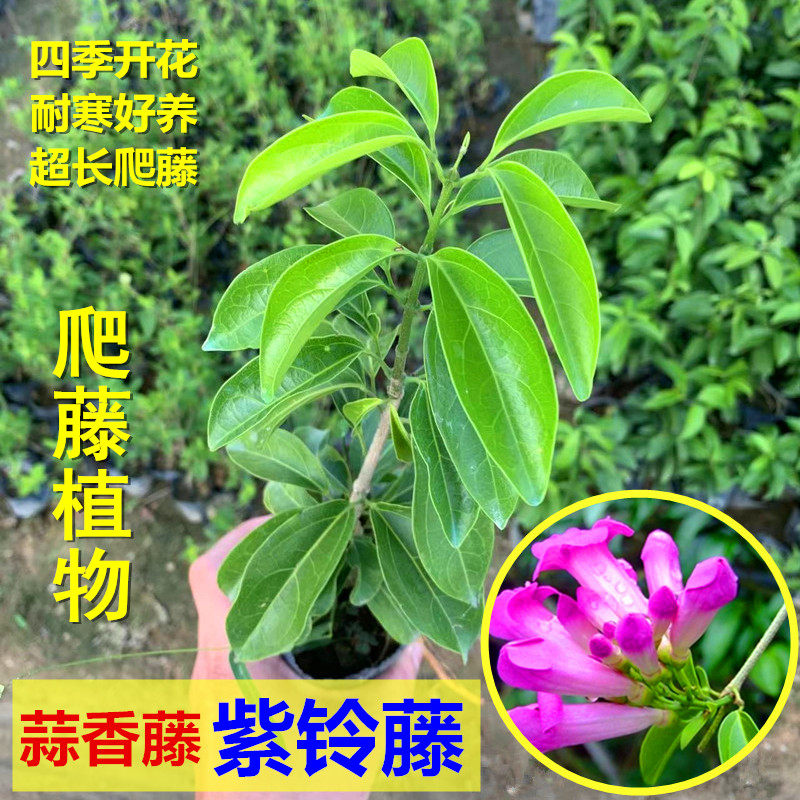 蒜香藤爬藤植物紫铃藤花苗漂亮藤本花多好养庭院绿篱盆栽花卉四季