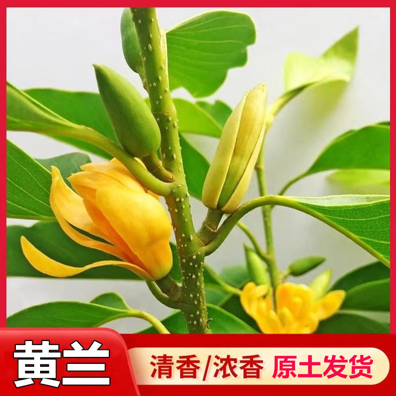 正宗广东嫁接白玉兰花树苗盆栽黄玉兰四季种植易活黄角兰庭院植物