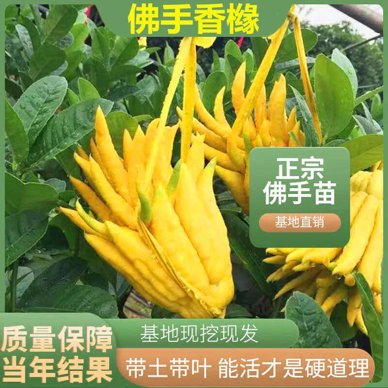 名贵花卉佛手树苗盆栽四季招财高端植物千指佛手香橼盆景原土带叶