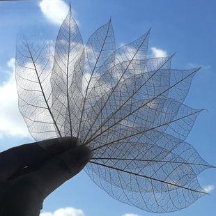 橡胶树叶叶脉标本书签diy干花儿童手工灯饰永生花美术拓印材料
