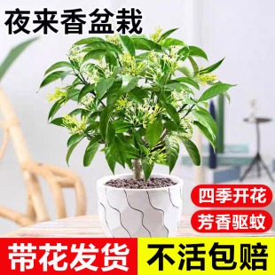 夜来香盆栽花树苗老桩室内外阳台庭院驱蚊绿植四季开花浓香型花卉