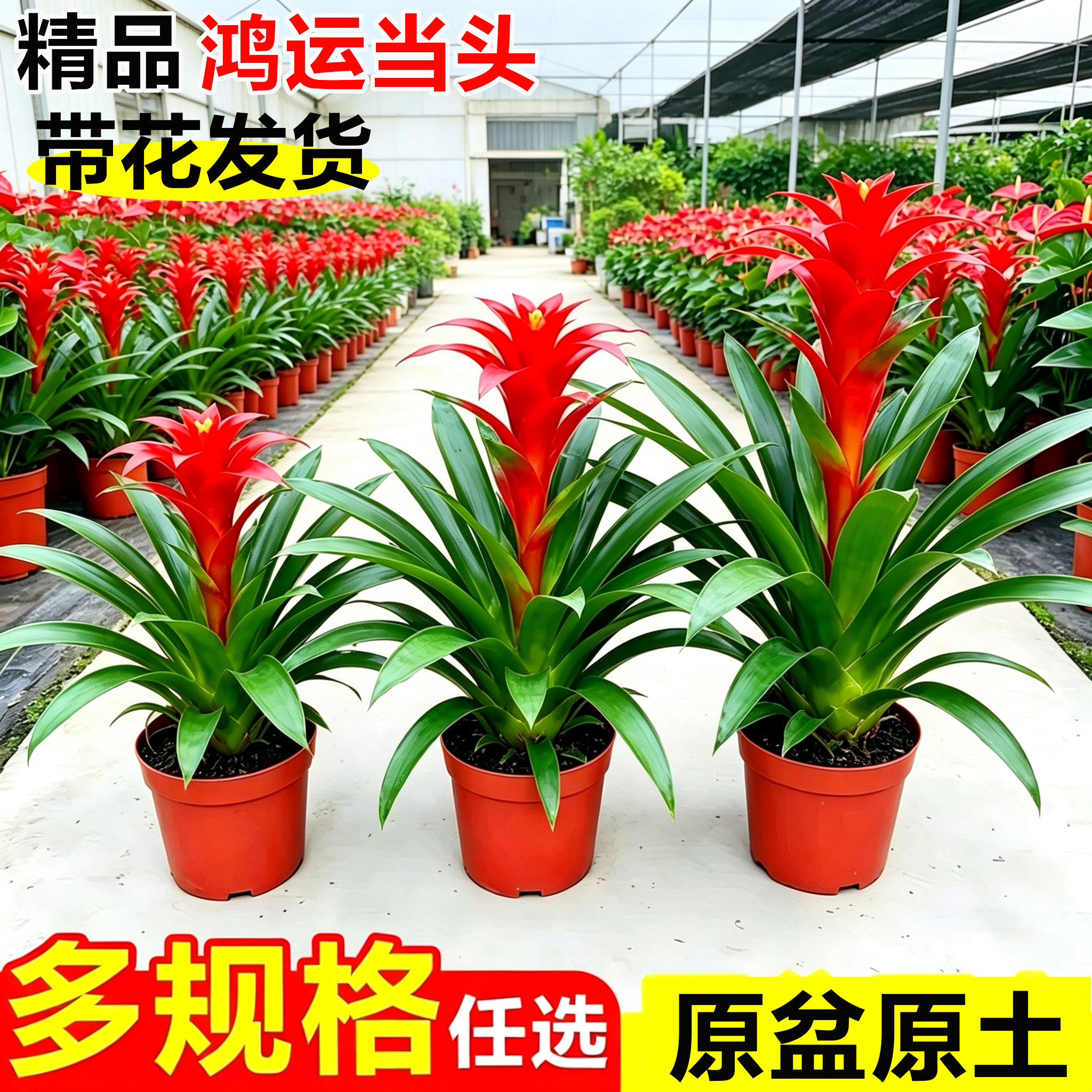 鸿运当头带花盆栽小红星开红花室内鲜花卉绿植客厅办公室好养红掌