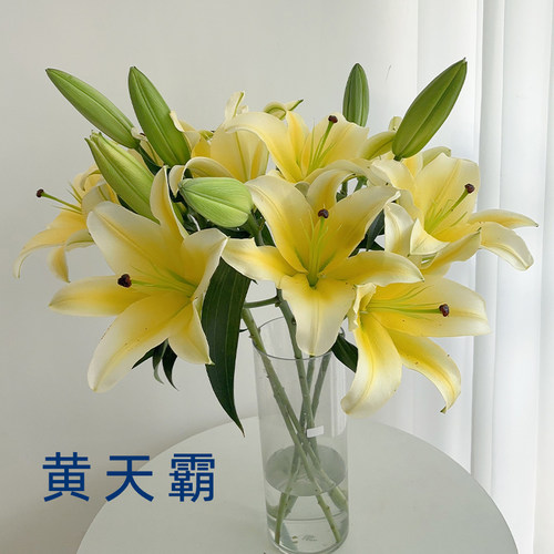 黄天霸香水百合花多头鲜花