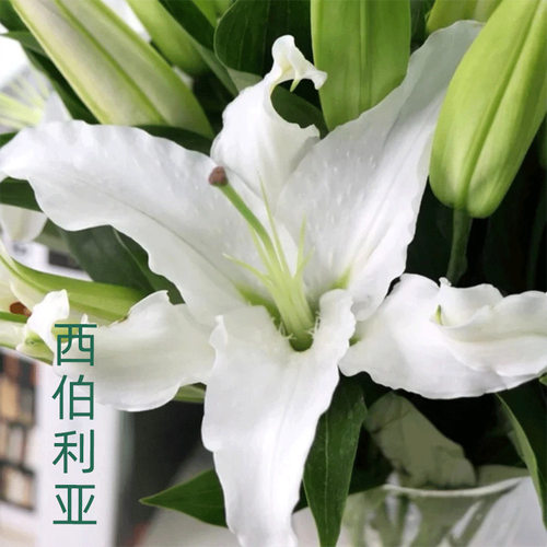 精选A级白色香水百合赠送保鲜剂