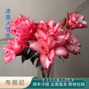 布朗尼重瓣香水百合鲜切花颜料吸色多头粉色顺丰快递云南基地直发