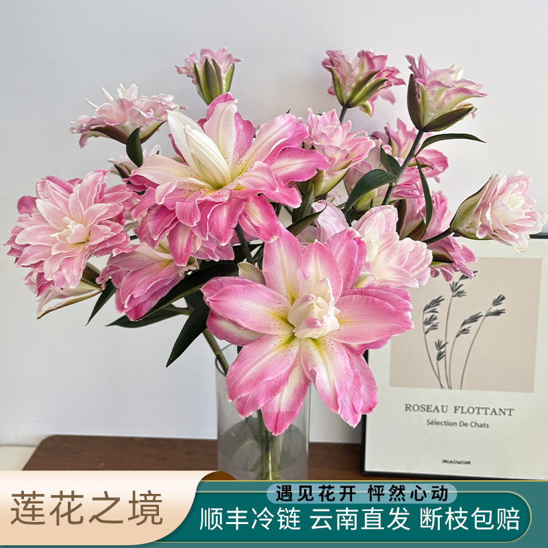 粉色莲花之境重瓣香水百合花鲜花多头家庭水养鲜切花云南基地直发