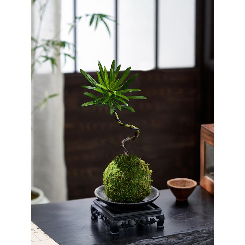 苔藓球罗汉松造型老桩水培植物室内办公室茶室客厅桌面绿植小盆景
