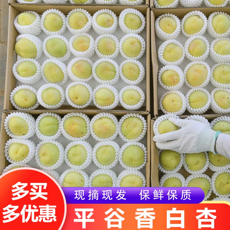 果园直发北京平谷香白杏银白杏多汁新鲜孕妇小孩大果大白杏包邮