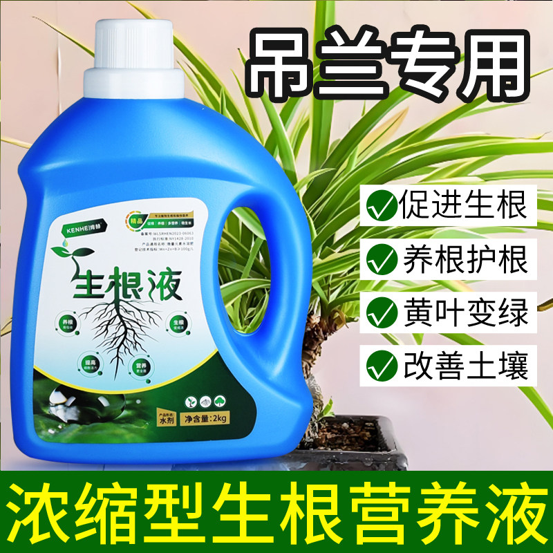 吊兰专用营养液生根液金边吊兰家用水培土培盆栽植物爆根剂开花