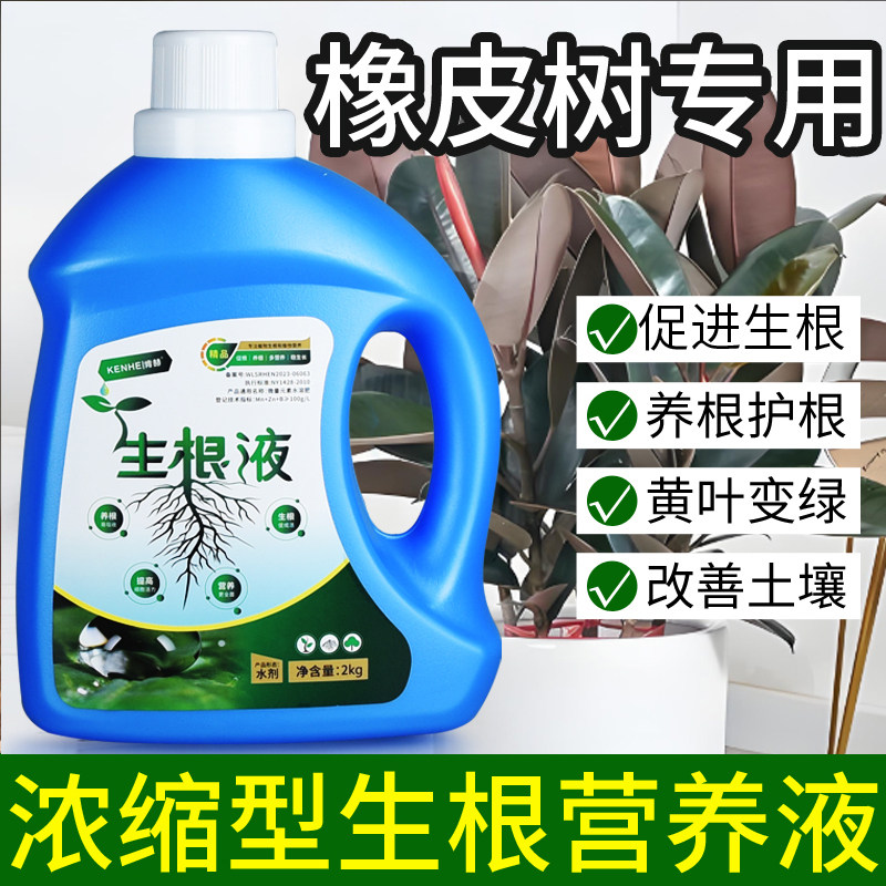 橡皮树专用营养液生根液花肥发黄掉叶枯萎黑金刚肥料盆栽液体肥图片