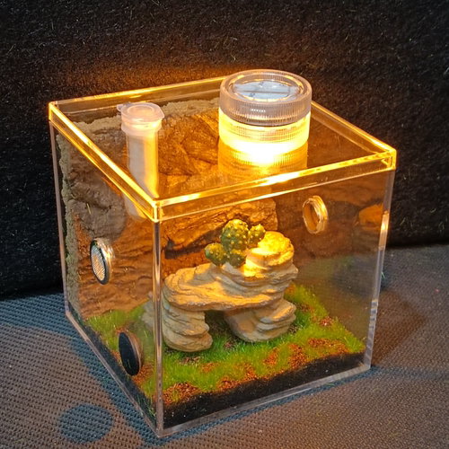 小蜘蛛跳蛛蝈蝈盒兰花螳螂观察盒黄蛉扎嘴笼子鸣虫饲养盒观赏盒透