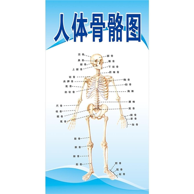人体骨骼结构图展板人体骨骼肌肉结构图墙贴墙纸海报kt板