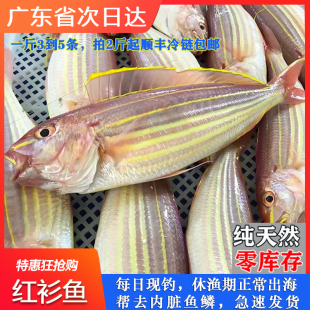 湛江海鲜红杉鱼新鲜冷冻鲜活水产金丝鱼海钓金三线海捕红衫鱼