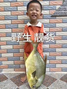 湛江江洪纯野生金昌鱼