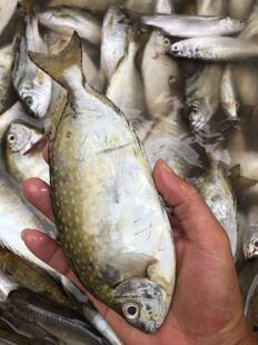 湛江江洪天然泥猛鱼鲜活新鲜海捕速冻海鲜水产冷冻潮汕秋叶鱼