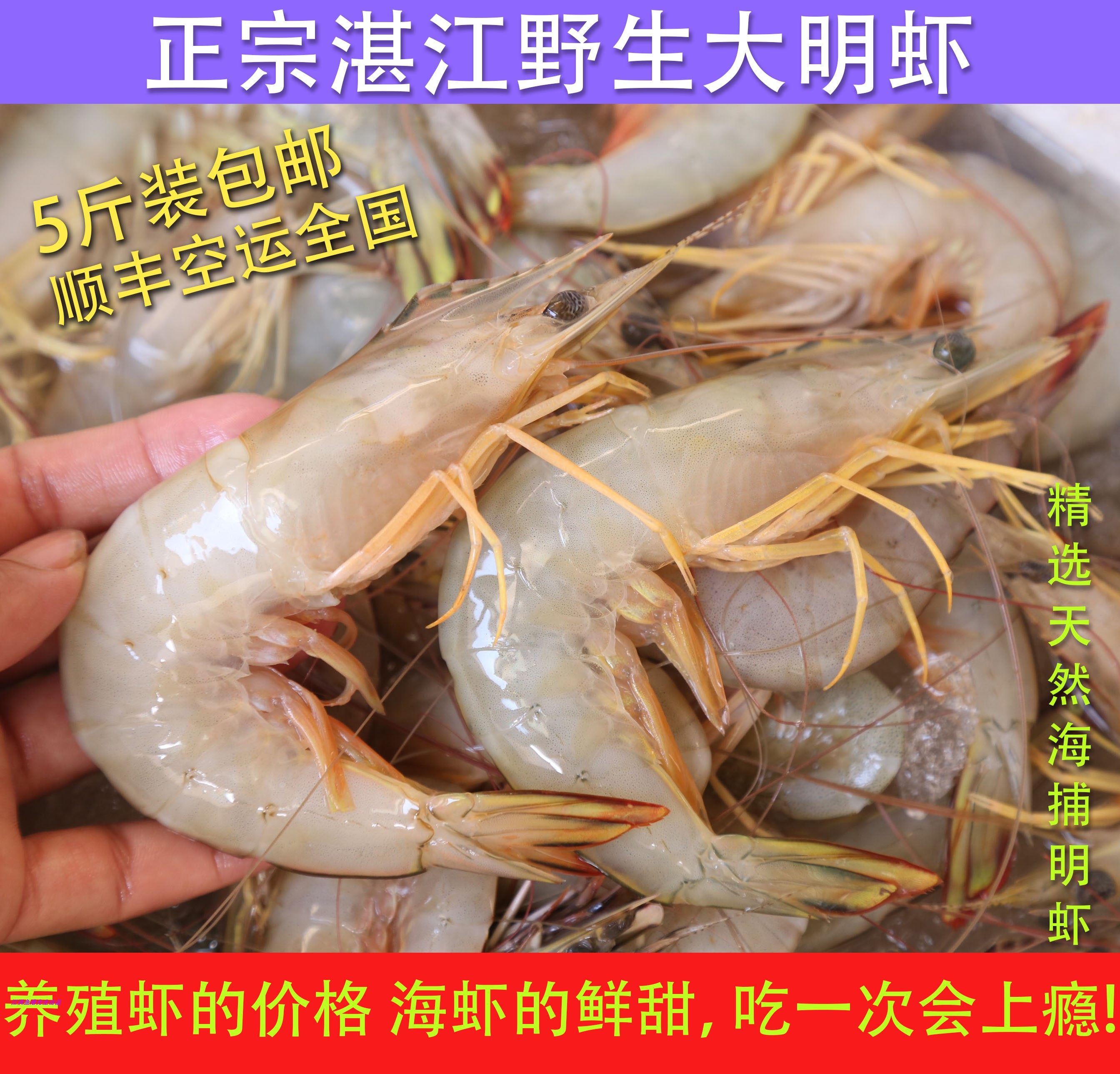 湛江天然大明虾 鲜活 新鲜野生对虾基围虾大海虾海鲜5斤顺丰包邮