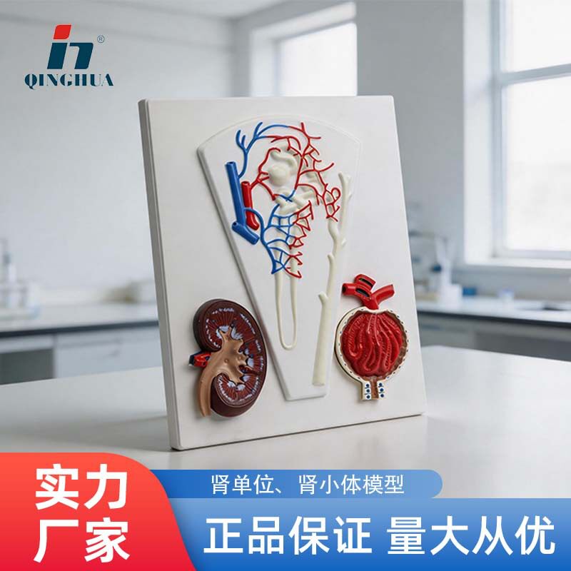 肾单位肾小体放大模型初中高中人体医疗教学模型生物实验器材教具