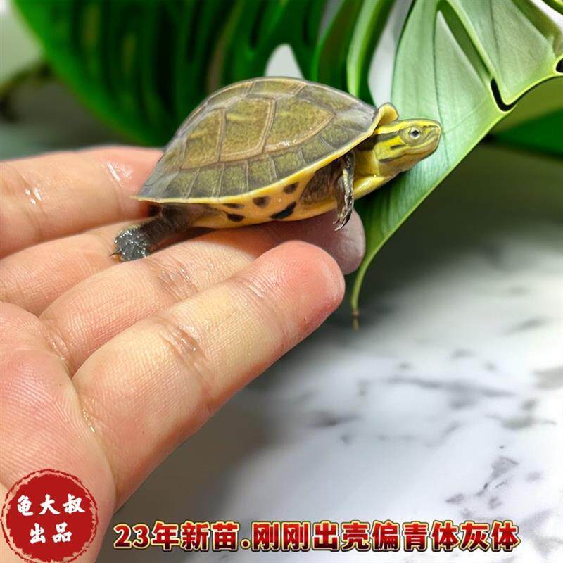 安布闭壳龟线安布龟黄缘闭壳龟安布苗安缘龟纯种宠物龟半水龟亚巨