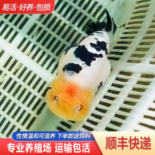 兰寿金鱼熊猫短尾波妞精品小苗奶牛潘氏鱼苗热带玉兔麒麟活鱼淡水
