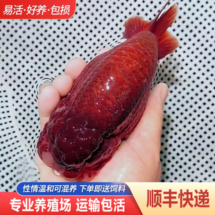 兰寿金鱼熊猫短尾波妞精品小苗奶牛潘氏鱼苗热带冷水麒麟好养耐活