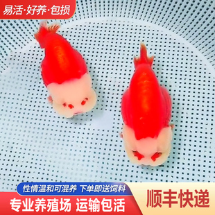 兰寿金鱼熊猫短尾波妞精品小苗奶牛潘氏鱼苗热带玉兔麒麟冷水活鱼