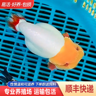 兰寿金鱼熊猫短尾波妞精品小苗奶牛潘氏鱼苗热带玉兔麒麟冷水蓝寿