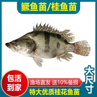 鳜鱼苗桂鱼苗桂花鱼苗斑鳜活大尺寸贵鱼淡水白头鳜10cm十公分20cm